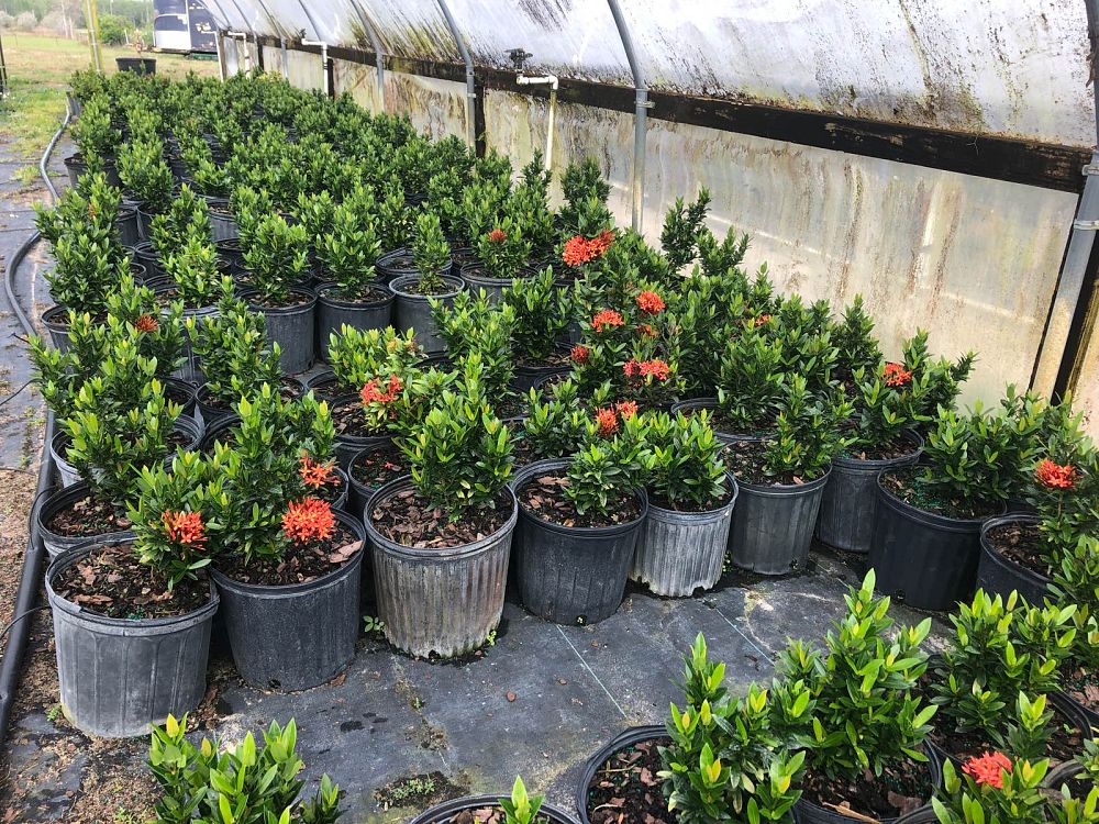 ixora-taiwanensis-dwarf-red-flame-of-the-woods-jungle-flame-dwarf-ixora