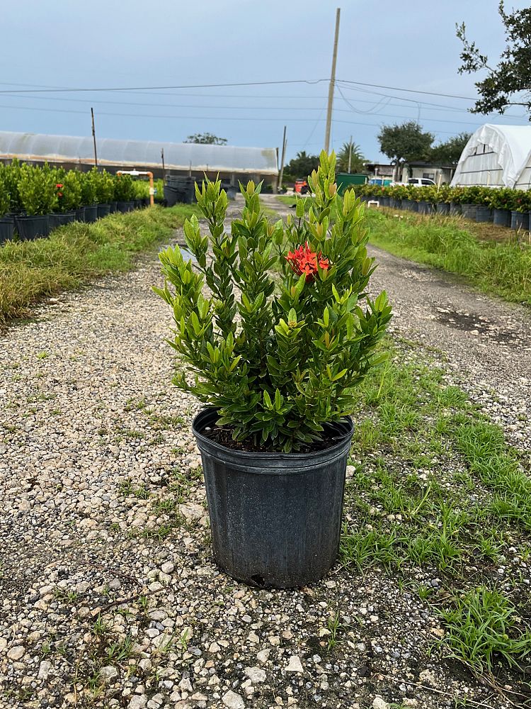 ixora-taiwanensis-dwarf-red-flame-of-the-woods-jungle-flame-dwarf-ixora
