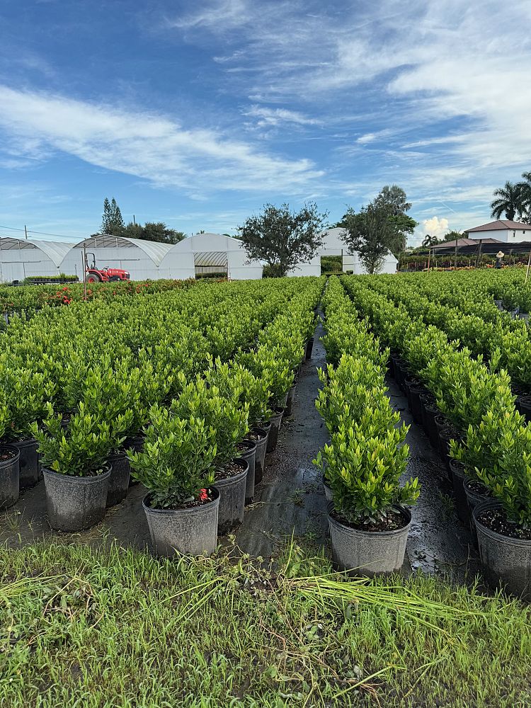 ixora-taiwanensis-dwarf-red-flame-of-the-woods-jungle-flame-dwarf-ixora