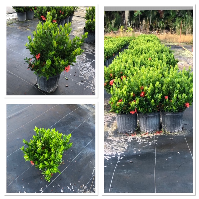 ixora-taiwanensis-dwarf-red-flame-of-the-woods-jungle-flame-dwarf-ixora