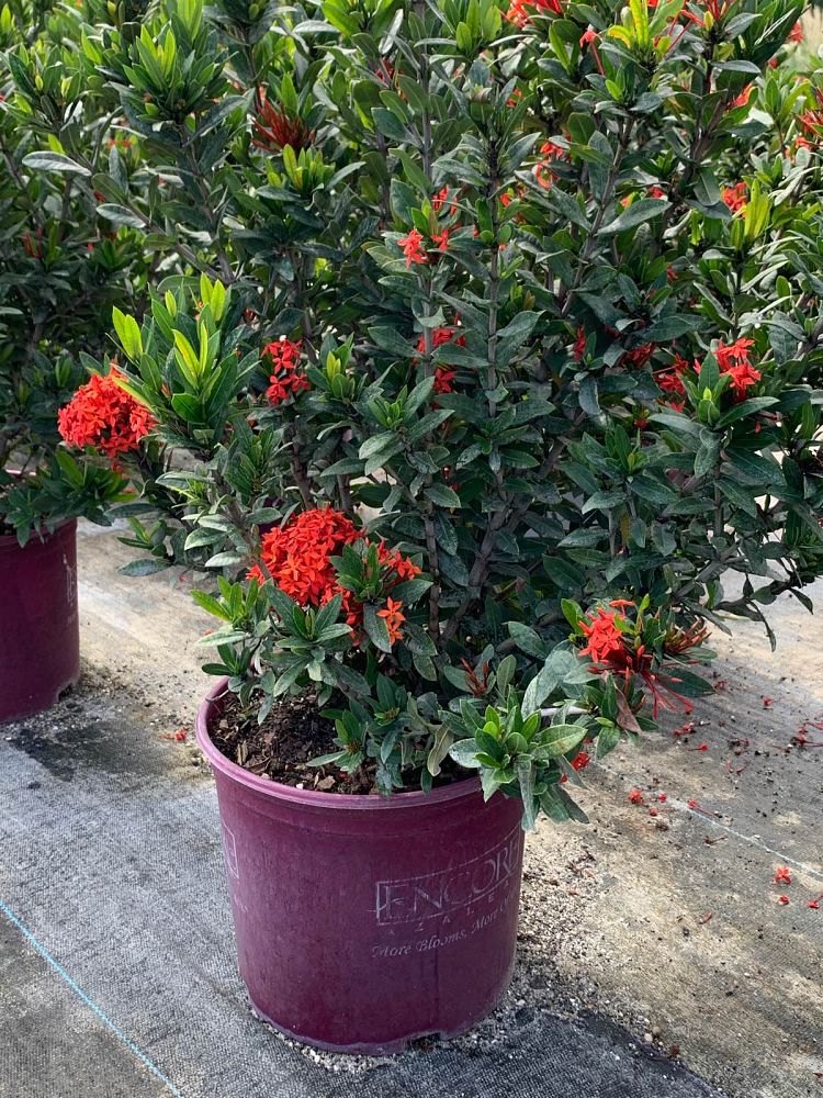 ixora-taiwanensis-dwarf-red-flame-of-the-woods-jungle-flame-dwarf-ixora