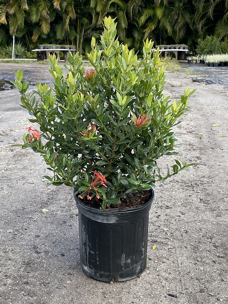 ixora-taiwanensis-dwarf-red-flame-of-the-woods-jungle-flame-dwarf-ixora