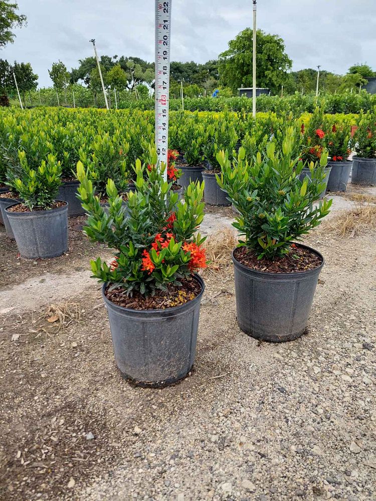 ixora-taiwanensis-dwarf-red-flame-of-the-woods-jungle-flame-dwarf-ixora