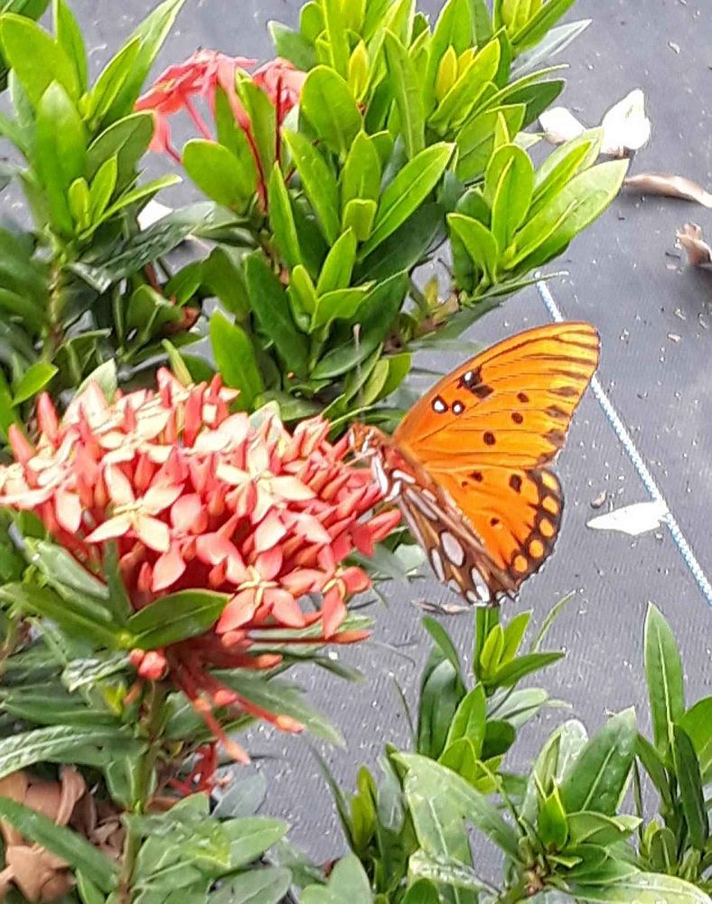 ixora-taiwanensis-dwarf-red-flame-of-the-woods-jungle-flame-dwarf-ixora