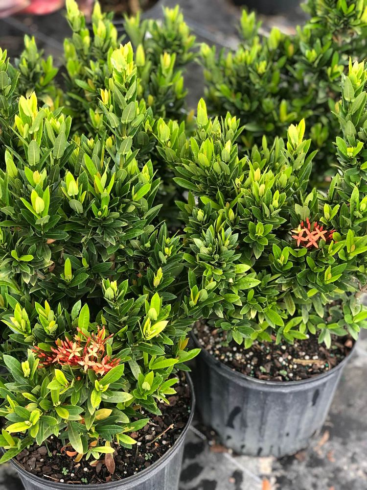 ixora-taiwanensis-dwarf-red-flame-of-the-woods-jungle-flame-dwarf-ixora