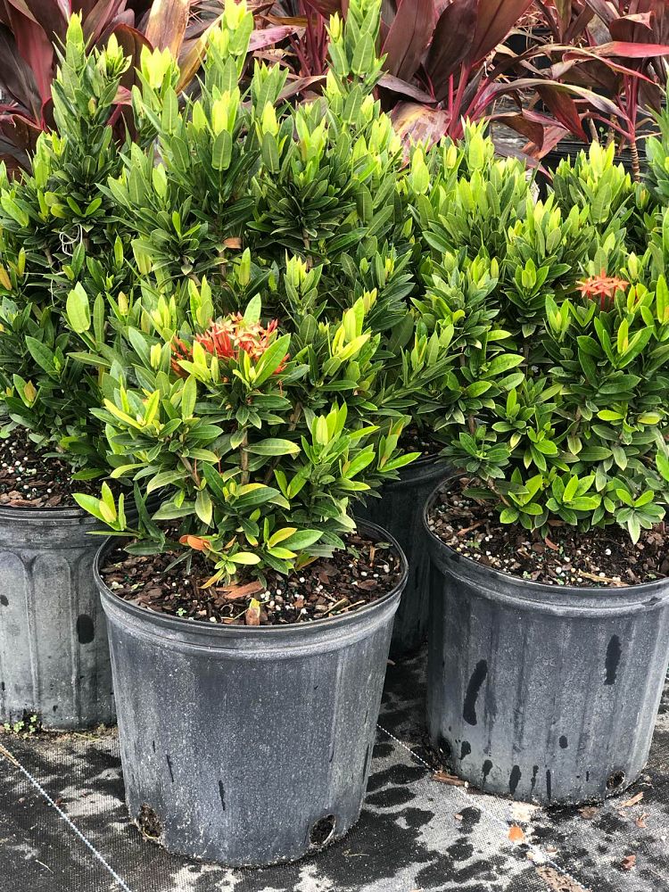 ixora-taiwanensis-dwarf-red-flame-of-the-woods-jungle-flame-dwarf-ixora