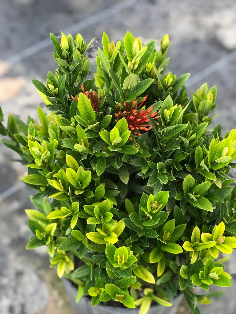 ixora-taiwanensis-dwarf-red-flame-of-the-woods-jungle-flame-dwarf-ixora