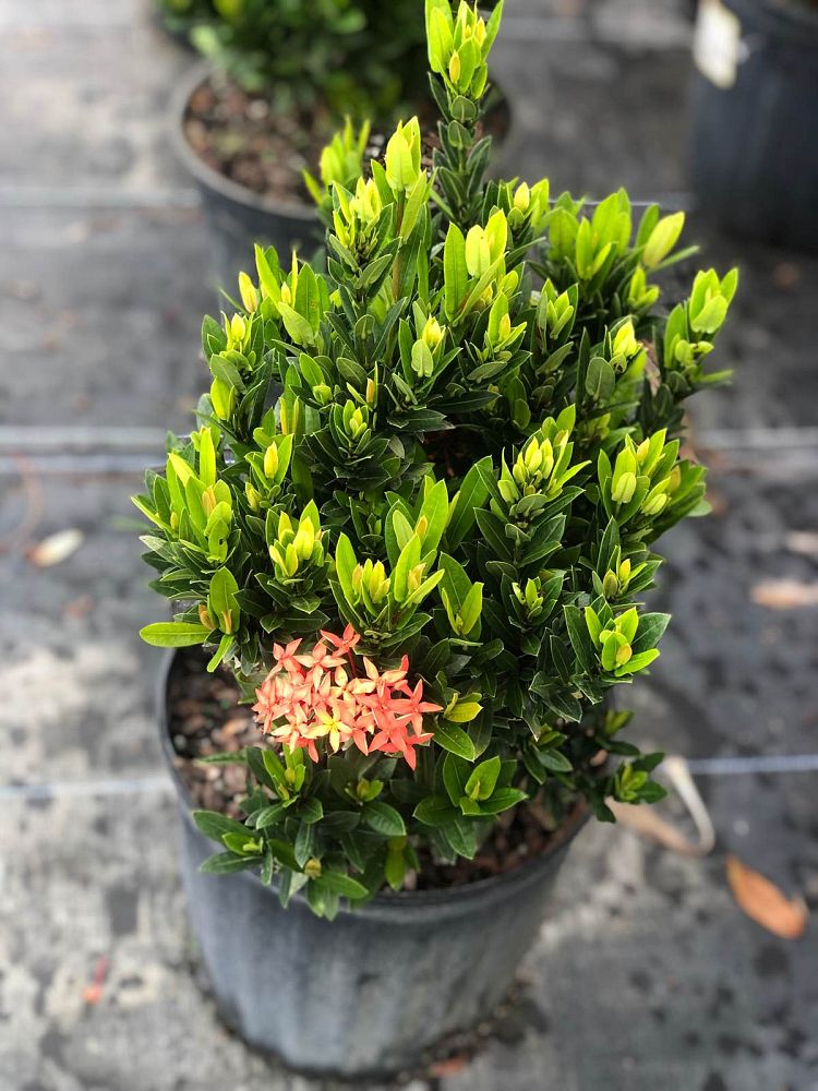 ixora-taiwanensis-dwarf-red-flame-of-the-woods-jungle-flame-dwarf-ixora
