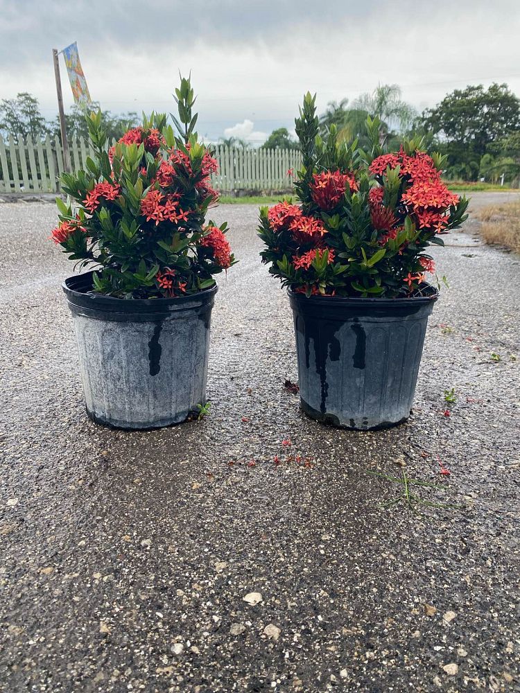 ixora-taiwanensis-dwarf-red-flame-of-the-woods-jungle-flame-dwarf-ixora