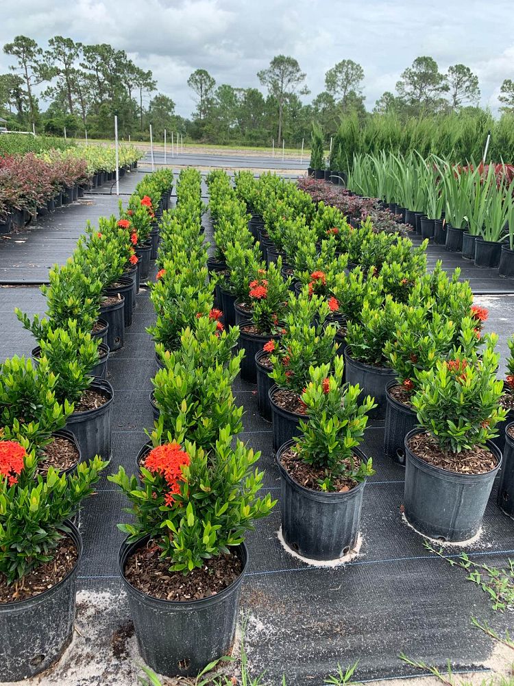 ixora-taiwanensis-dwarf-red-flame-of-the-woods-jungle-flame-dwarf-ixora