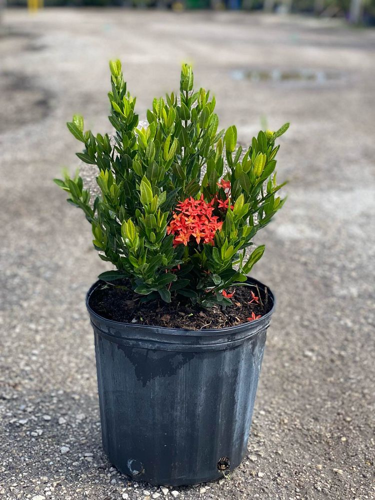 ixora-taiwanensis-dwarf-red-flame-of-the-woods-jungle-flame-dwarf-ixora