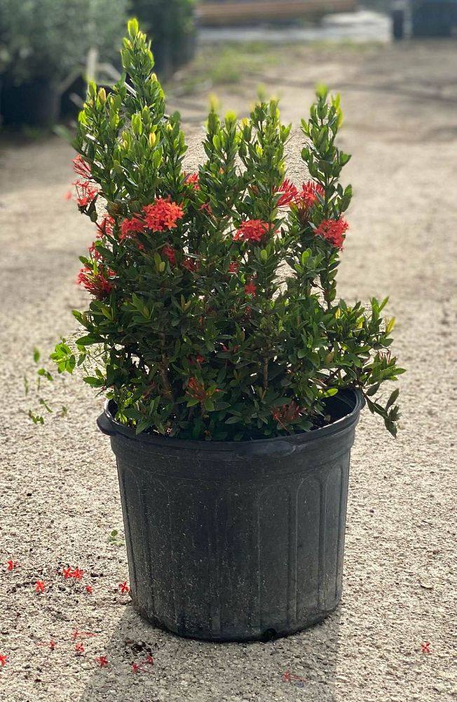 ixora-taiwanensis-dwarf-red-flame-of-the-woods-jungle-flame-dwarf-ixora