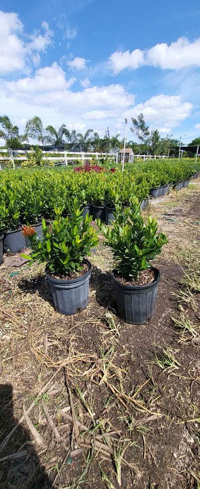 ixora-taiwanensis-dwarf-red-flame-of-the-woods-jungle-flame-dwarf-ixora