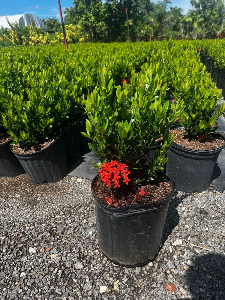 ixora-taiwanensis-dwarf-red-flame-of-the-woods-jungle-flame-dwarf-ixora