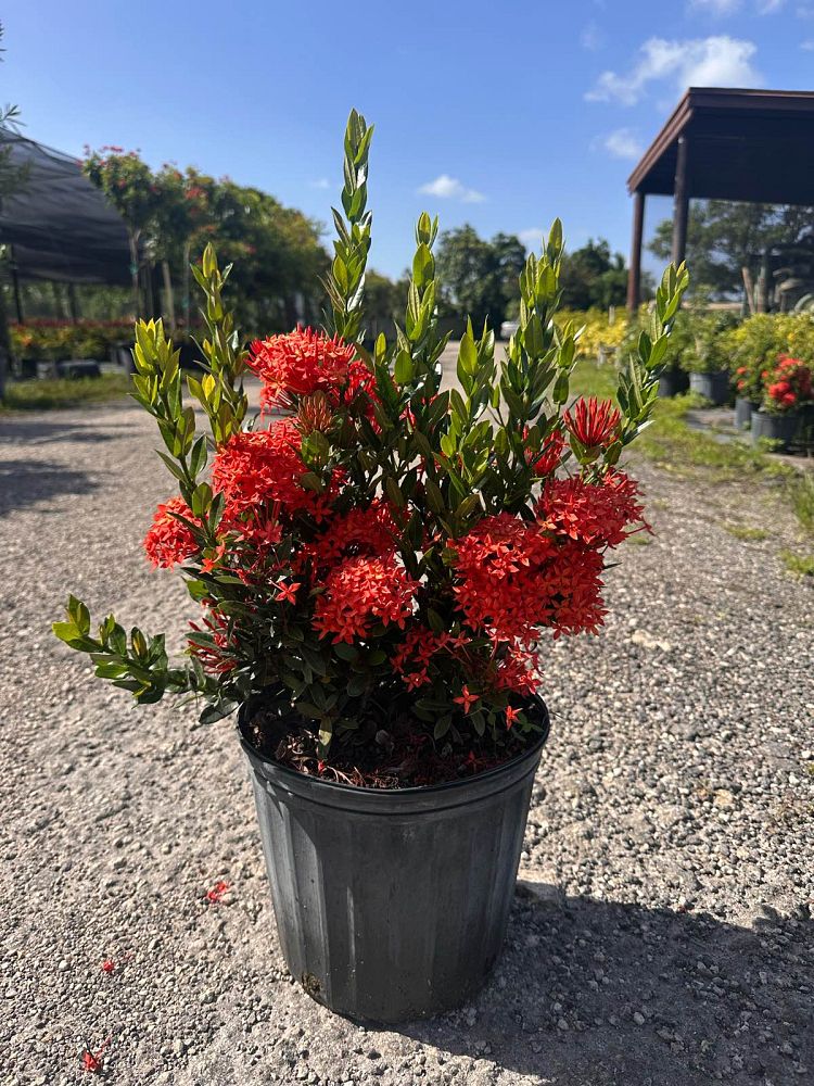 ixora-taiwanensis-dwarf-red-flame-of-the-woods-jungle-flame-dwarf-ixora