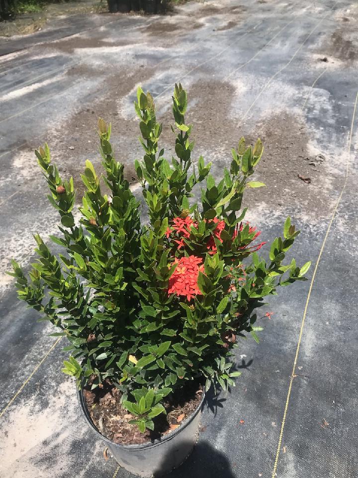 ixora-taiwanensis-dwarf-red-flame-of-the-woods-jungle-flame-dwarf-ixora
