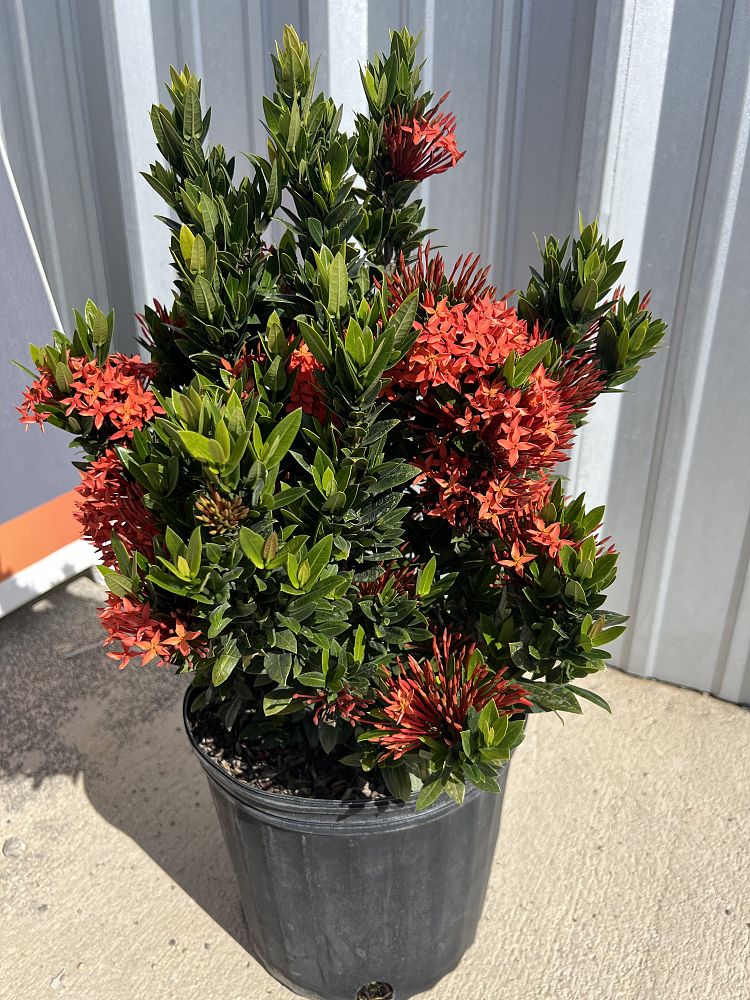 ixora-taiwanensis-dwarf-red-flame-of-the-woods-jungle-flame-dwarf-ixora