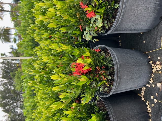ixora-taiwanensis-dwarf-red-flame-of-the-woods-jungle-flame-dwarf-ixora