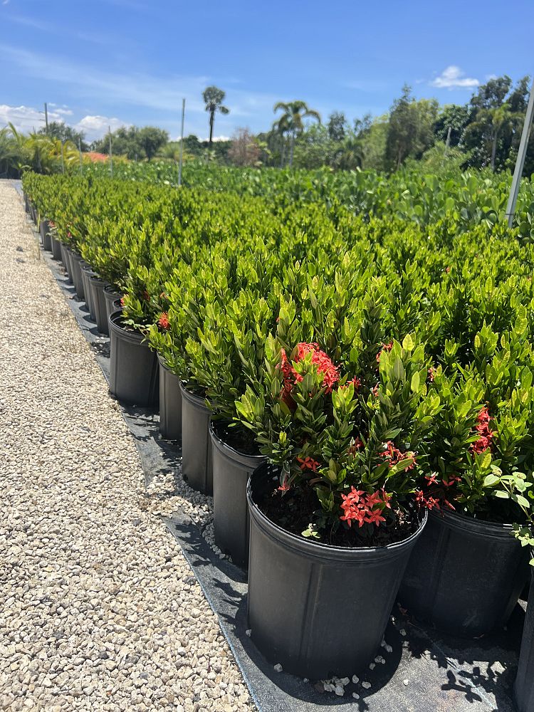 ixora-taiwanensis-dwarf-red-flame-of-the-woods-jungle-flame-dwarf-ixora