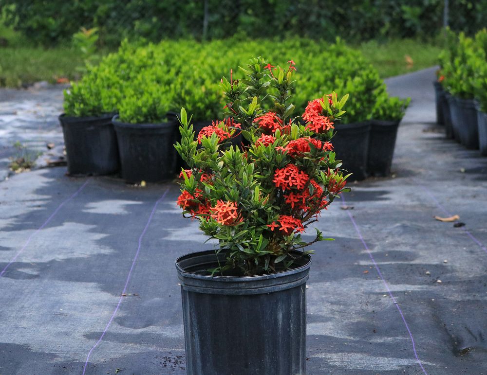 ixora-taiwanensis-dwarf-red-flame-of-the-woods-jungle-flame-dwarf-ixora