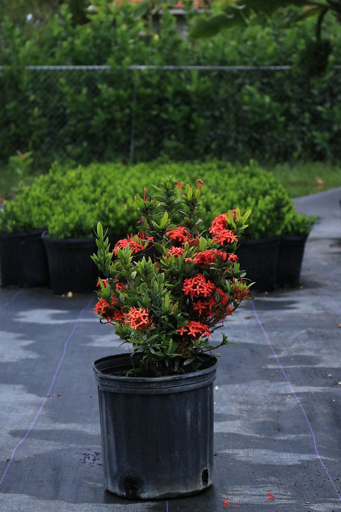 ixora-taiwanensis-dwarf-red-flame-of-the-woods-jungle-flame-dwarf-ixora