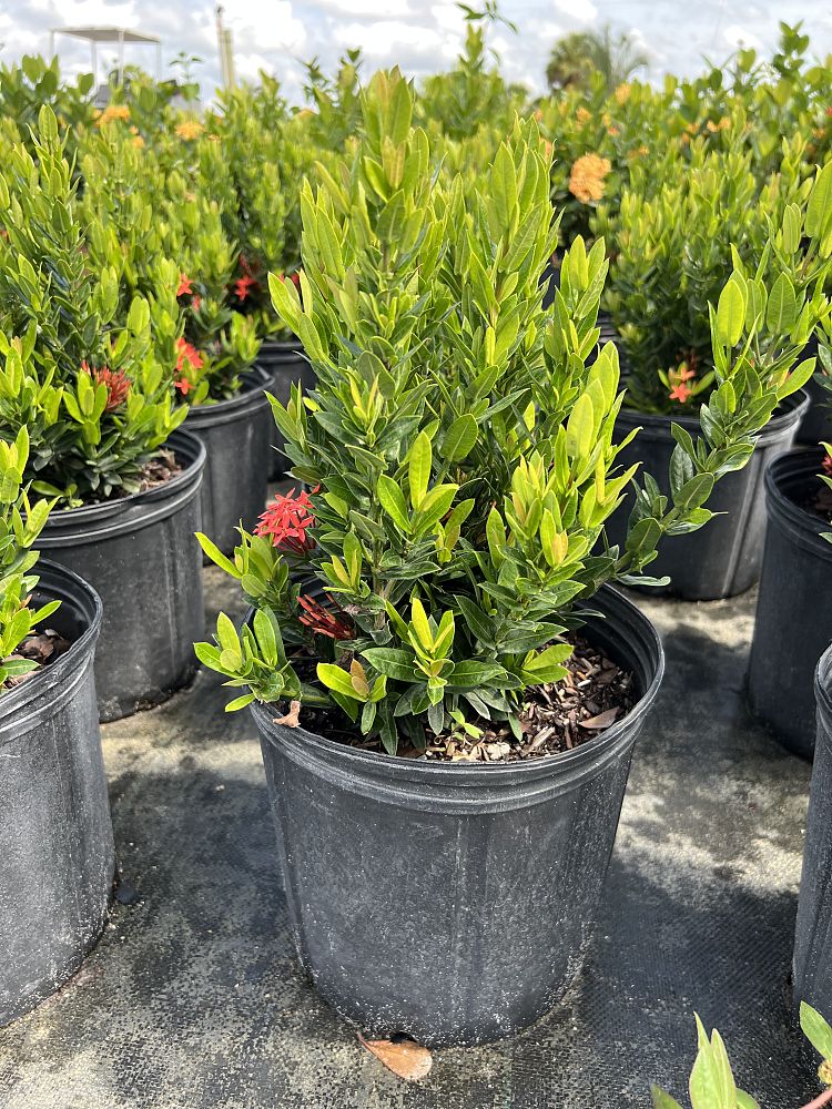 ixora-taiwanensis-dwarf-red-flame-of-the-woods-jungle-flame-dwarf-ixora