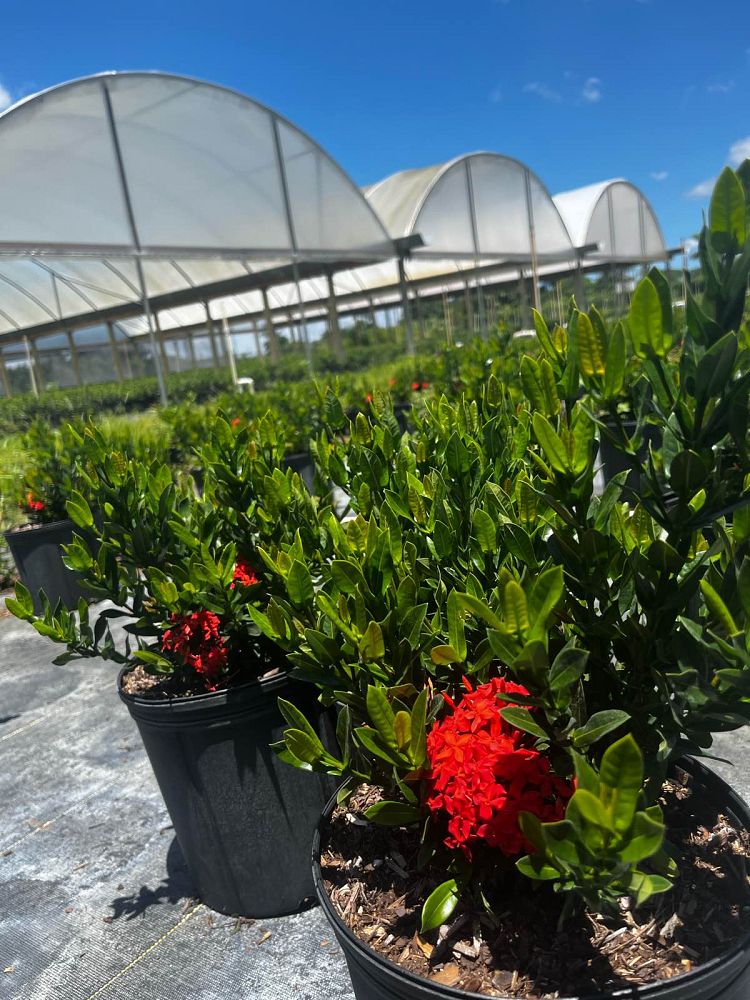 ixora-taiwanensis-dwarf-red-flame-of-the-woods-jungle-flame-dwarf-ixora