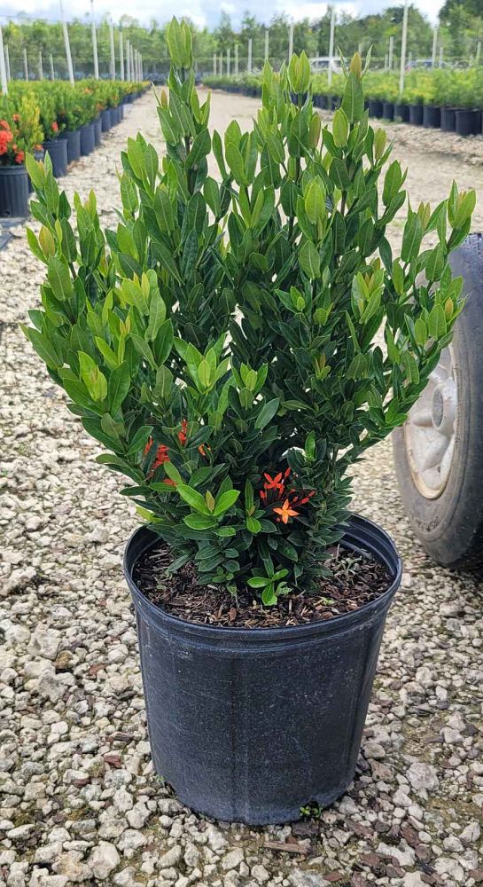 ixora-taiwanensis-dwarf-red-flame-of-the-woods-jungle-flame-dwarf-ixora