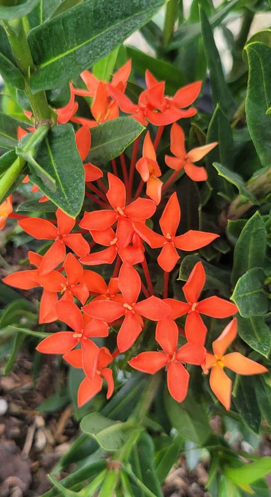 ixora-taiwanensis-dwarf-red-flame-of-the-woods-jungle-flame-dwarf-ixora
