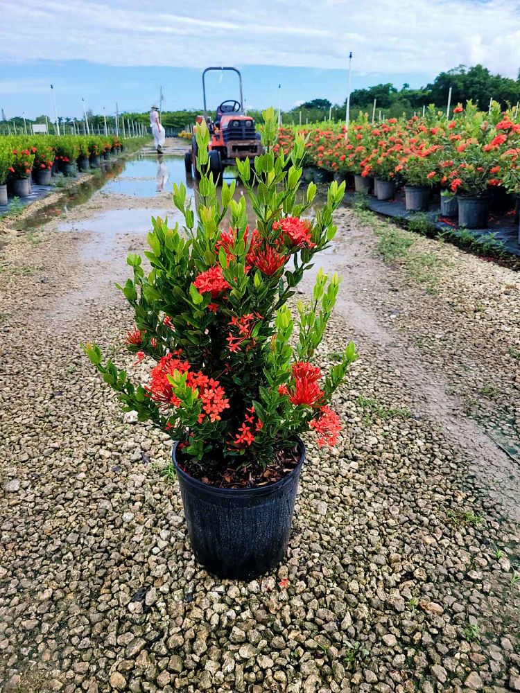 ixora-taiwanensis-dwarf-red-flame-of-the-woods-jungle-flame-dwarf-ixora