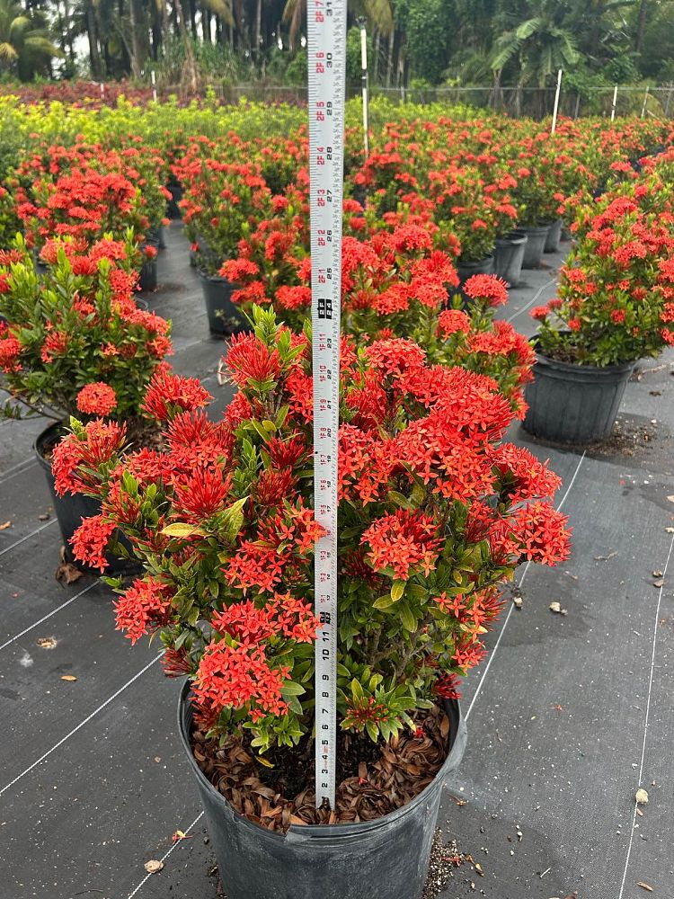 ixora-taiwanensis-dwarf-red-flame-of-the-woods-jungle-flame-dwarf-ixora