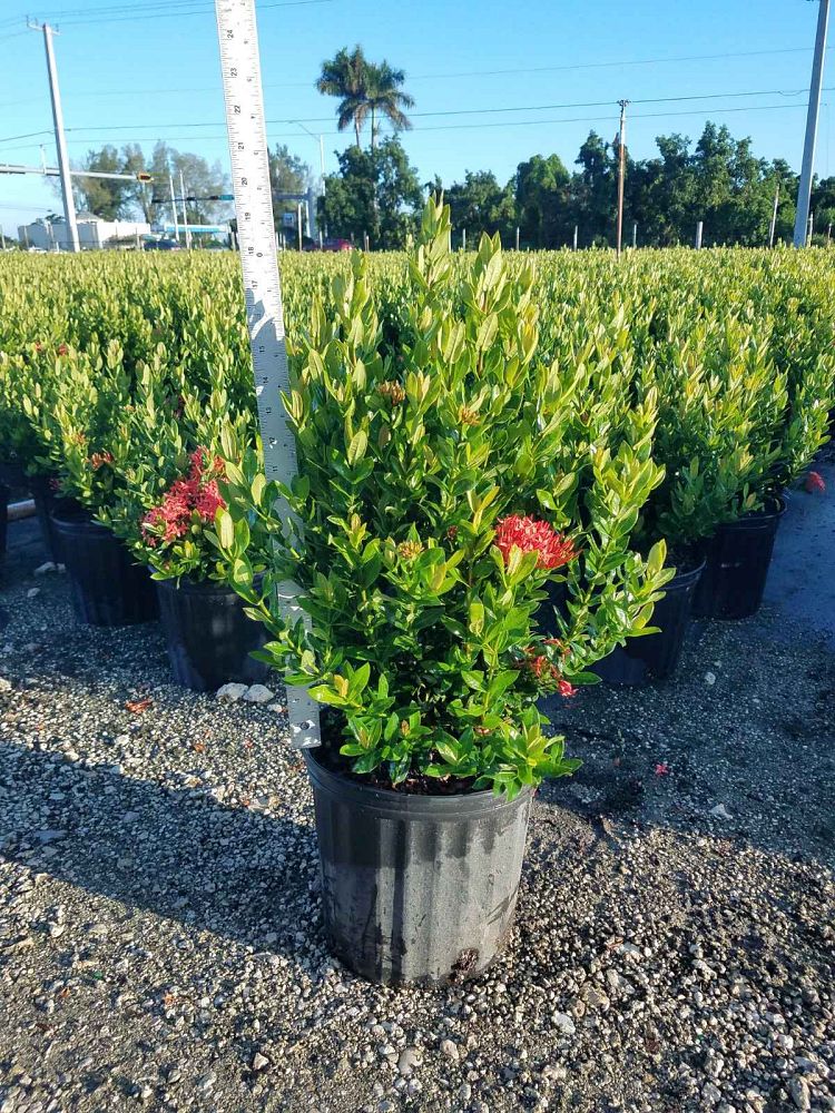 ixora-taiwanensis-dwarf-red-flame-of-the-woods-jungle-flame-dwarf-ixora