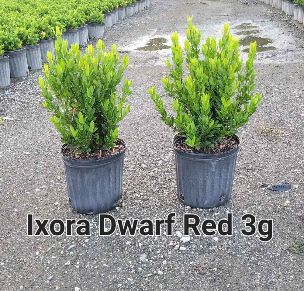 ixora-taiwanensis-dwarf-red-flame-of-the-woods-jungle-flame-dwarf-ixora