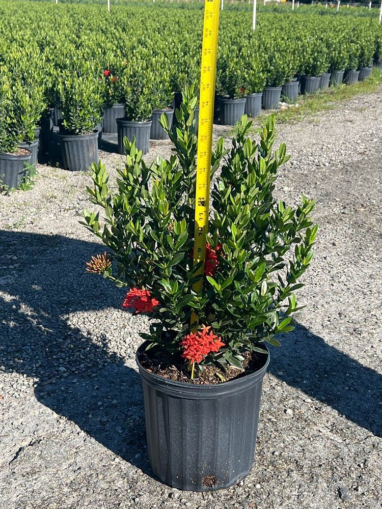 ixora-taiwanensis-dwarf-red-flame-of-the-woods-jungle-flame-dwarf-ixora