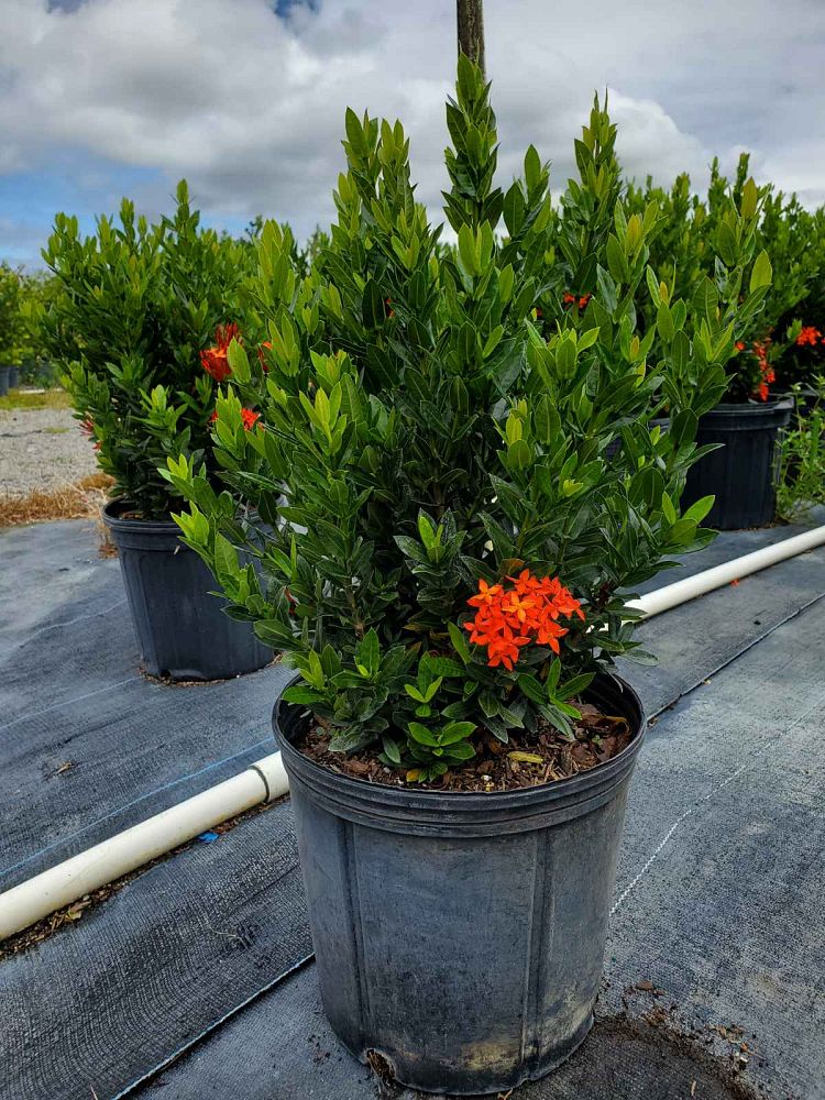 ixora-taiwanensis-dwarf-red-flame-of-the-woods-jungle-flame-dwarf-ixora