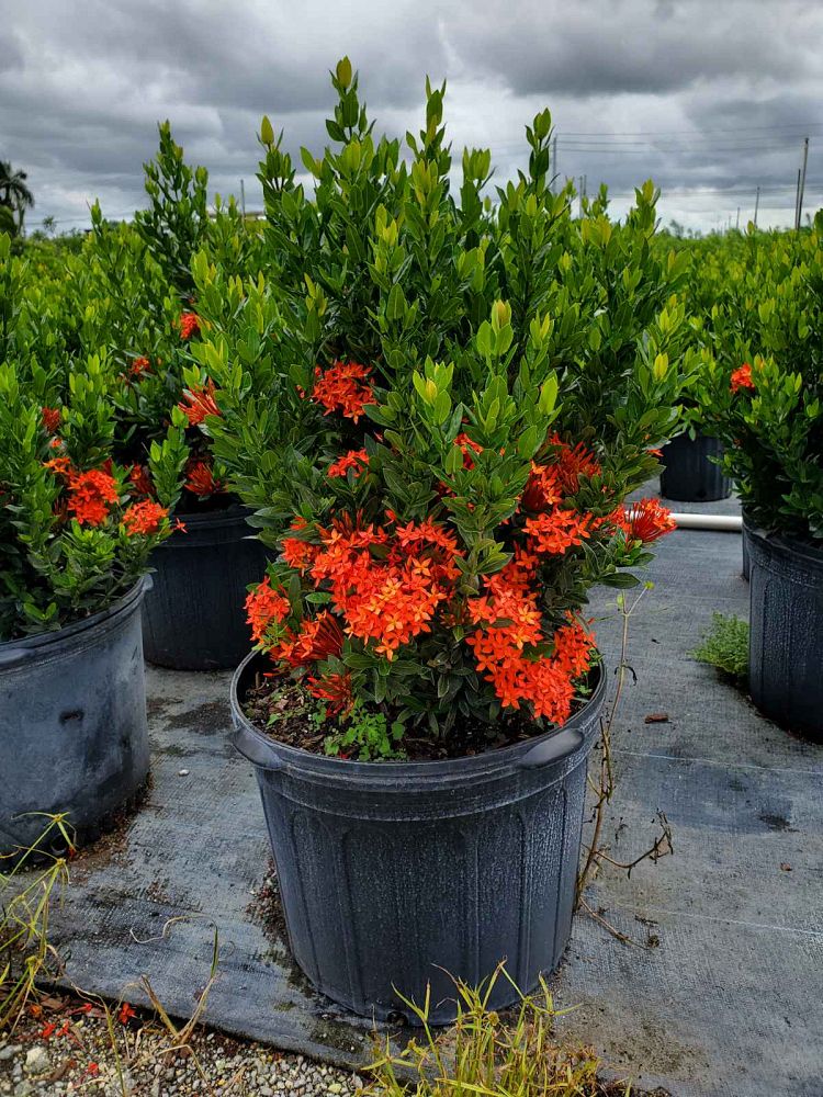 ixora-taiwanensis-dwarf-red-flame-of-the-woods-jungle-flame-dwarf-ixora