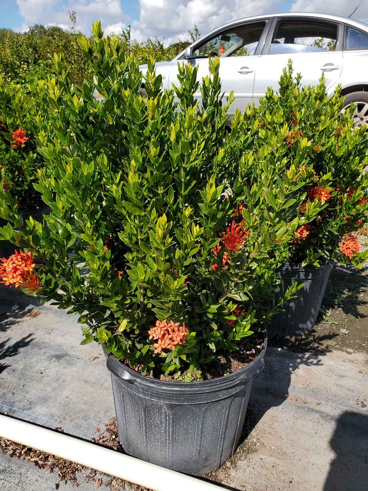 ixora-taiwanensis-dwarf-red-flame-of-the-woods-jungle-flame-dwarf-ixora
