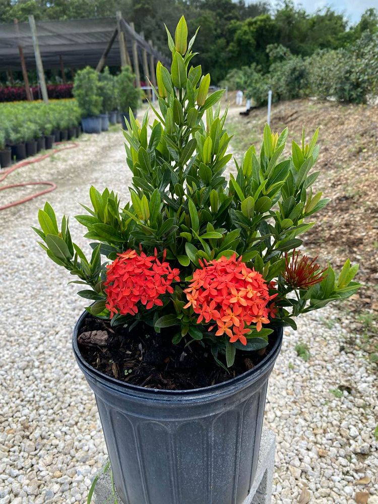 ixora-taiwanensis-dwarf-red-flame-of-the-woods-jungle-flame-dwarf-ixora