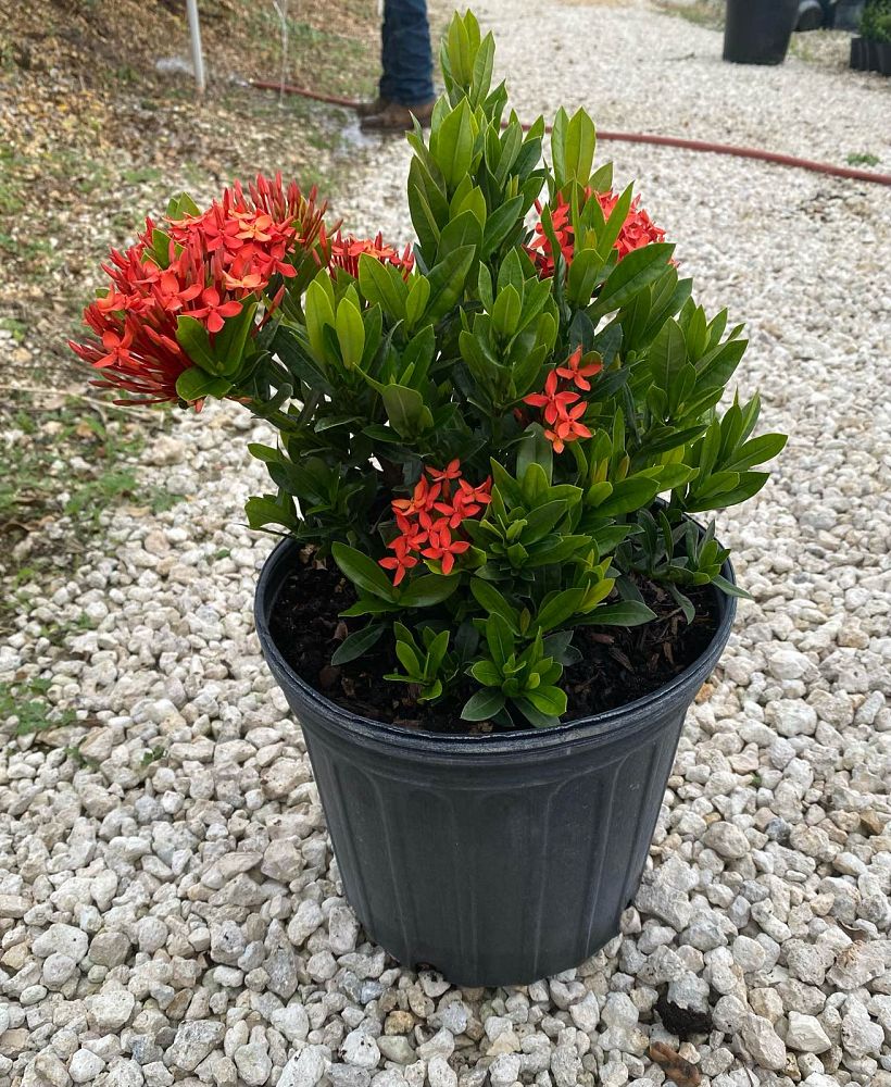 ixora-taiwanensis-dwarf-red-flame-of-the-woods-jungle-flame-dwarf-ixora