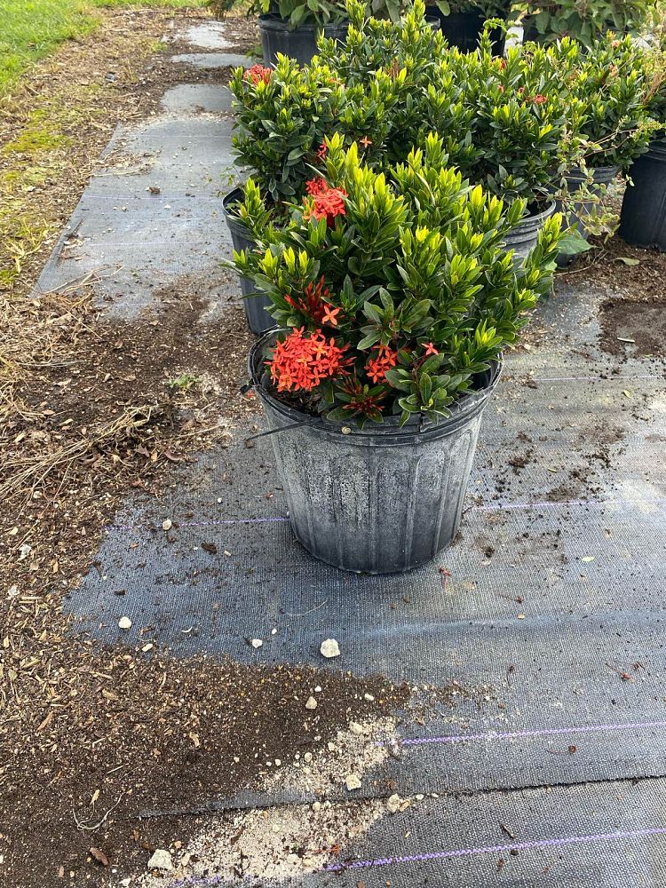 ixora-taiwanensis-dwarf-red-flame-of-the-woods-jungle-flame-dwarf-ixora