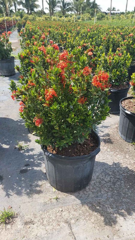 ixora-taiwanensis-dwarf-red-flame-of-the-woods-jungle-flame-dwarf-ixora