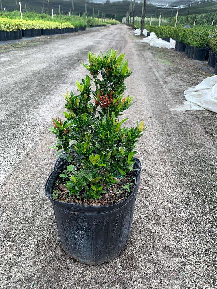 ixora-taiwanensis-dwarf-red-flame-of-the-woods-jungle-flame-dwarf-ixora