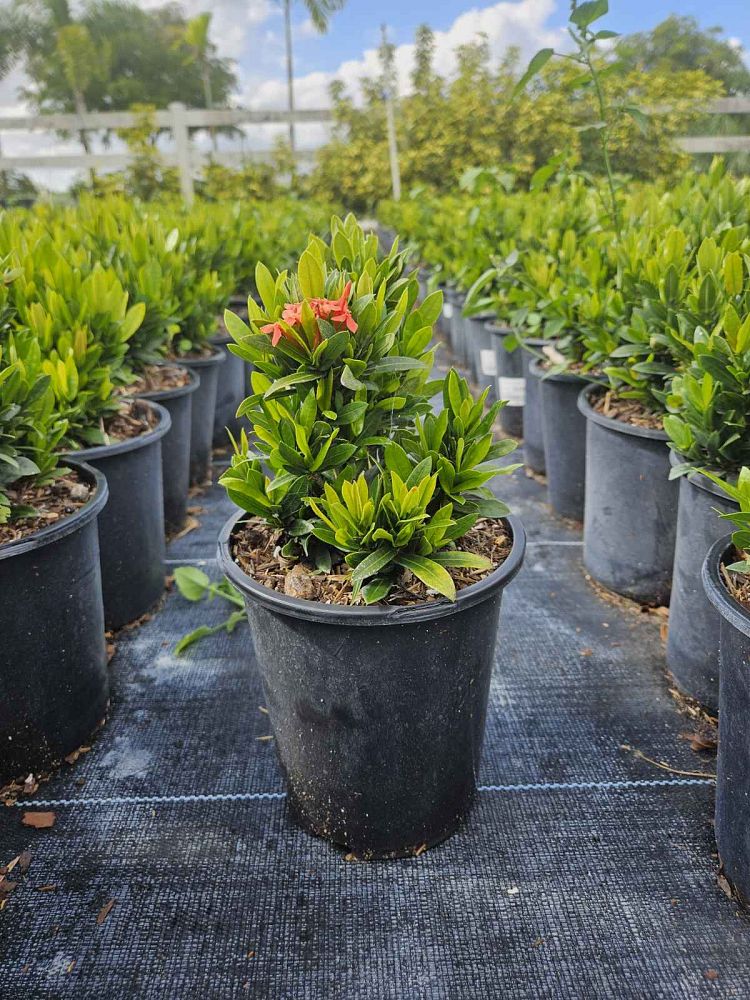 ixora-taiwanensis-dwarf-red-flame-of-the-woods-jungle-flame-dwarf-ixora