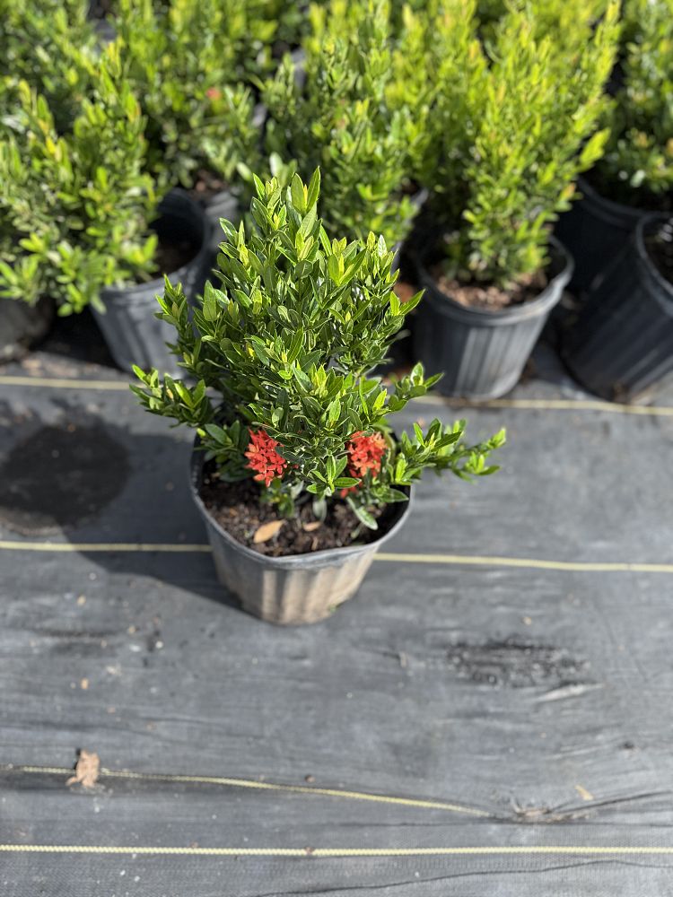 ixora-taiwanensis-dwarf-red-flame-of-the-woods-jungle-flame-dwarf-ixora