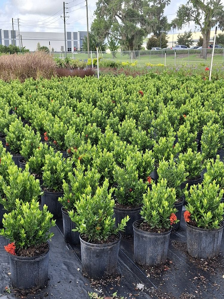 ixora-taiwanensis-dwarf-red-flame-of-the-woods-jungle-flame-dwarf-ixora