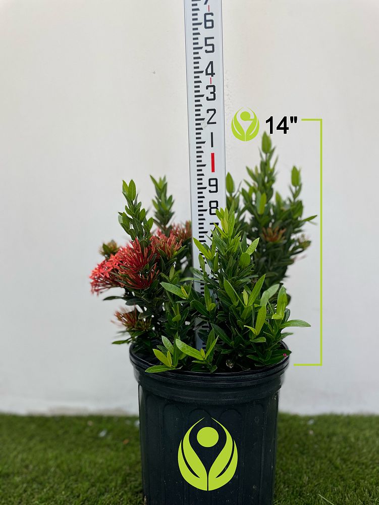 ixora-taiwanensis-dwarf-red-flame-of-the-woods-jungle-flame-dwarf-ixora