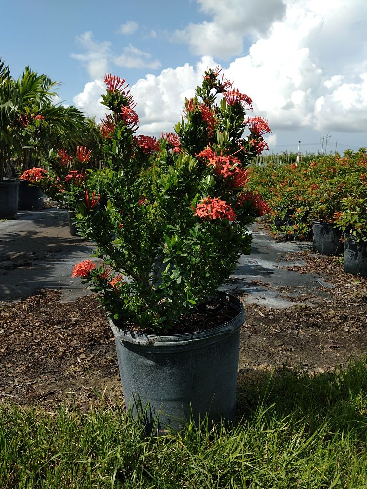 ixora-taiwanensis-dwarf-red-flame-of-the-woods-jungle-flame-dwarf-ixora