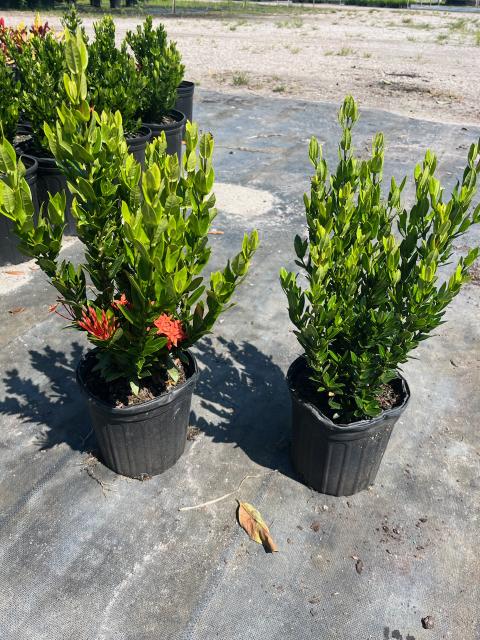 ixora-taiwanensis-dwarf-red-flame-of-the-woods-jungle-flame-dwarf-ixora