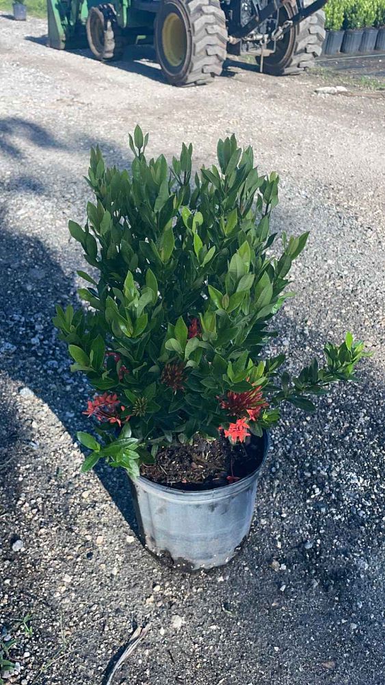 ixora-taiwanensis-dwarf-red-flame-of-the-woods-jungle-flame-dwarf-ixora