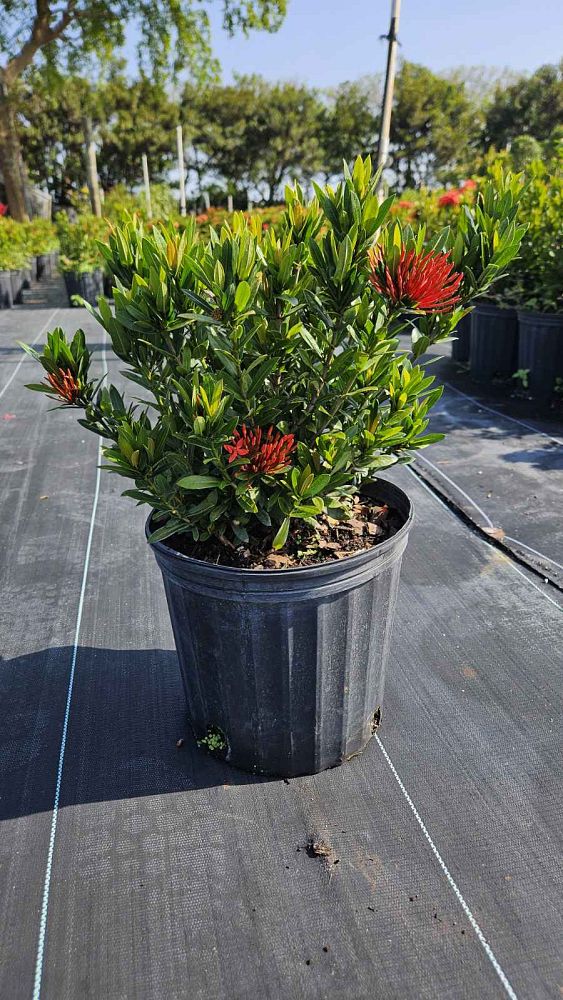 ixora-taiwanensis-dwarf-red-flame-of-the-woods-jungle-flame-dwarf-ixora